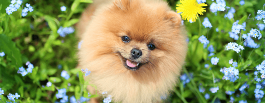 Furry Babies Aurora logo